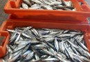 Preço do peixe dispara 20% no Algarve