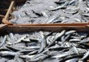 GNR apreende 2400 quilos de sardinha em Portimão