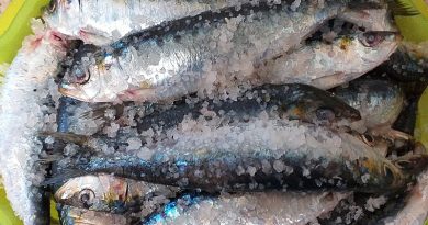 Mais uma loja aberta e menos sardinhas nos barcos. Vai ser assim o dia no Algarve (quarta-feira, 28 de outubro)