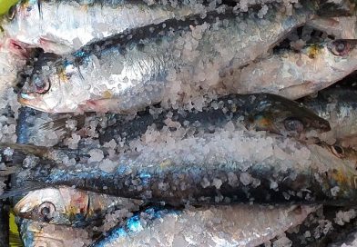 Mais uma loja aberta e menos sardinhas nos barcos. Vai ser assim o dia no Algarve (quarta-feira, 28 de outubro)