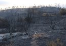 Incêndio: uma casa destruída, duas frentes ativas e mais de 300 bombeiros no terreno Incêndio: uma casa destruída, duas frentes ativas e mais de 300 bombeiros no terreno