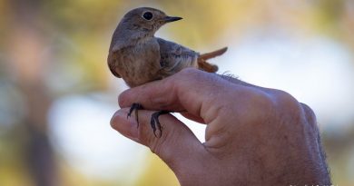 O programa do Festival de Aves de Sagres já saiu. Descubra as principais novidades para 2026 O programa do Festival de Aves de Sagres já saiu. Descubra as principais novidades para 2026
