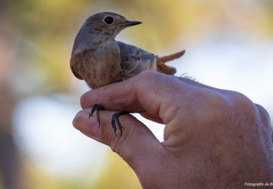 O programa do Festival de Aves de Sagres já saiu. Descubra as principais novidades para 2026 O programa do Festival de Aves de Sagres já saiu. Descubra as principais novidades para 2026