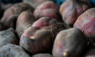 Batata_doce_Aljezur_cmaljezur