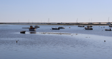 Ria Formosa ganha milhares de robalos