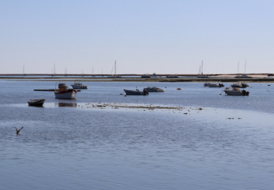 Ria Formosa ganha milhares de robalos