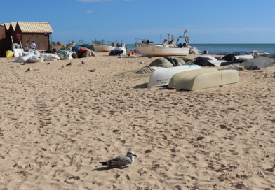 Vem aí o Festival da Caldeirada e do Mar de Armação de Pêra