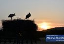 Calor: 38,5 graus de temperatura registados no Algarve