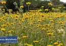 Subida de temperatura. O tempo que vamos ter no Algarve esta 6.ª feira (1 de maio)
