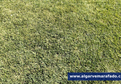 Benfica e Flamengo defrontam-se no Algarve