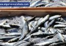 Já se sabe a data da reabertura da pesca da sardinha