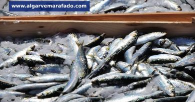 Já se sabe a data da reabertura da pesca da sardinha