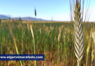 Entre espigas e música, esta terra vive uma das festas mais típicas do Algarve