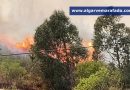 Dezenas de bombeiros acionados para incêndio
