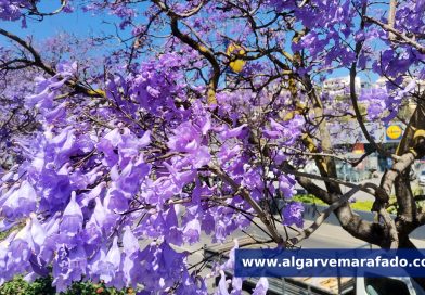 Foto do dia: esta flor dá cor às terras algarvias mas não gosta de carros…