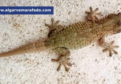 Foto do dia: calor traz de volta este ‘inseticida gratuito’ às paredes