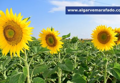 Foto do dia: a flor do sol que dá cor ao verão