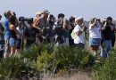 De baleias a falcões raros: o festival que provou que Sagres é um paraíso selvagem