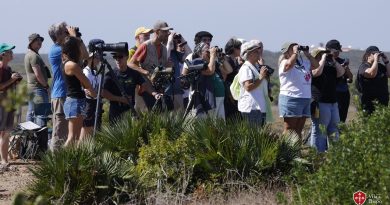De baleias a falcões raros: o festival que provou que Sagres é um paraíso selvagem