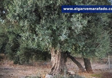 Sabores genuínos do Algarve em competição: Festival da Azeitona Britada