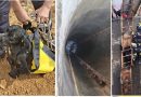 Bombeiros de Olhão resgatam cão do interior de uma nora